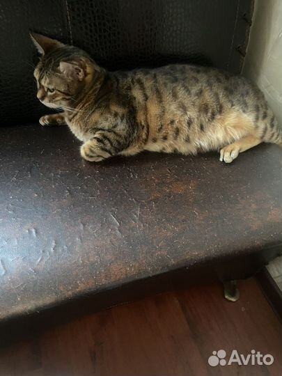 Кошки в добрые руки