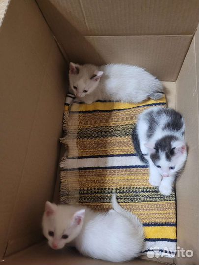 Котята ищут дом