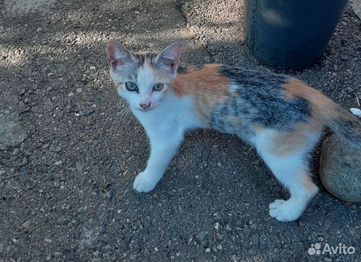 Кошки бесплатно