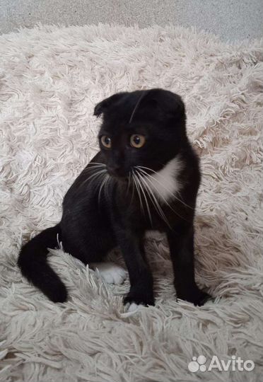 Шотландская вислоухая кошечка