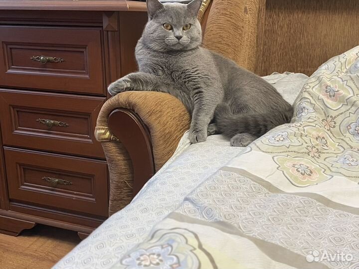 Шотландский кот на вязку