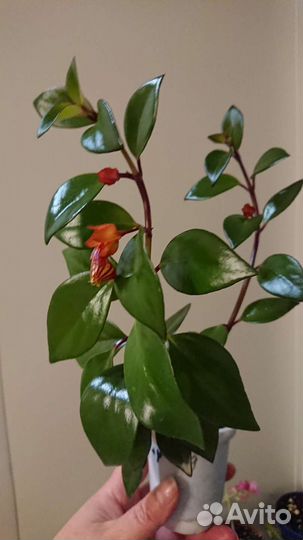 Комнатные цветы