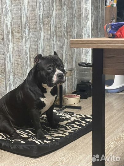 Американский Булли xl