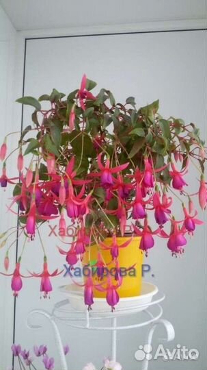 Строманта,калатея,кроток,фуксия,бегония,сциндапсус