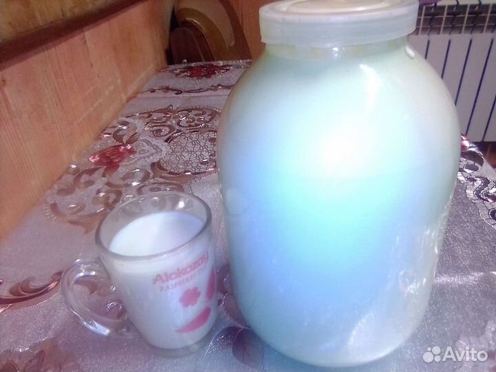 Молоко парное коровье домашнее