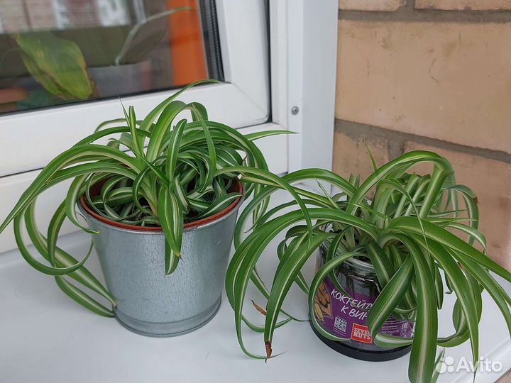 Комнатные растения