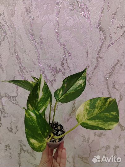 Сциндапсус золотистый