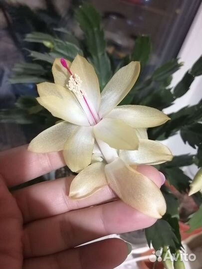 Декабрист жёлто-золотой