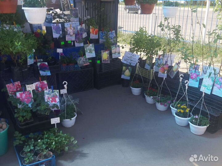 Голубика Блюкроп/Дюк/Река/Либерти