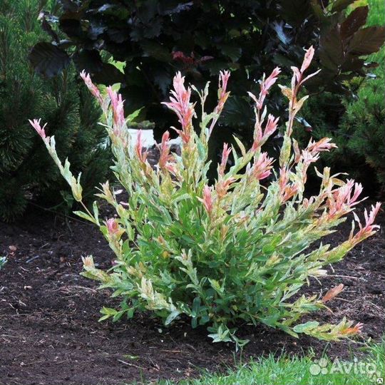 Ива японская Хакуро- Нишике саженцы