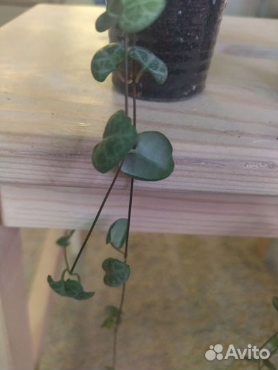 Церопегия; Сциндапсус; кактус Хатиора