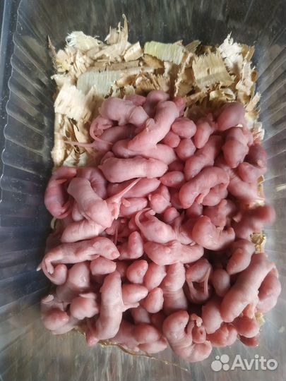 Кормовые мыши, крысы