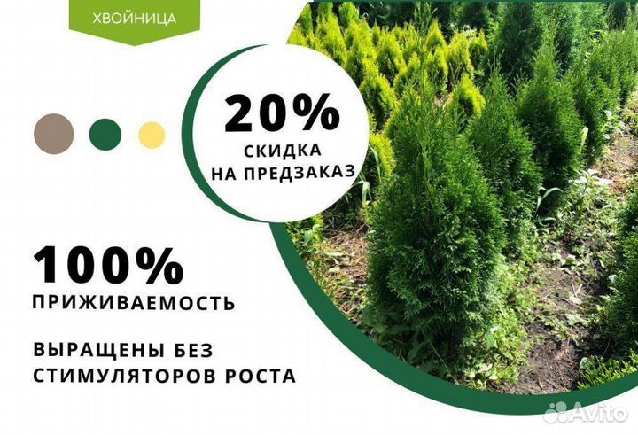 Туя Западная Колумна