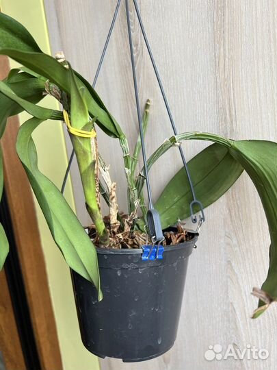 Орхидея каттлея Pedra da Gavea