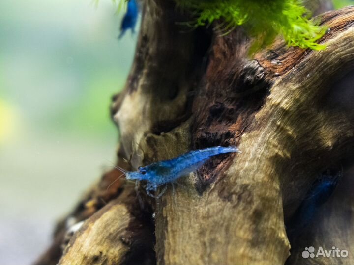 Аквариумные рыбки. Улитки.Раки.Креветки. Аксолотль