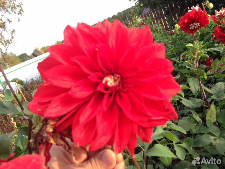 Георгины многолетние(клубни)