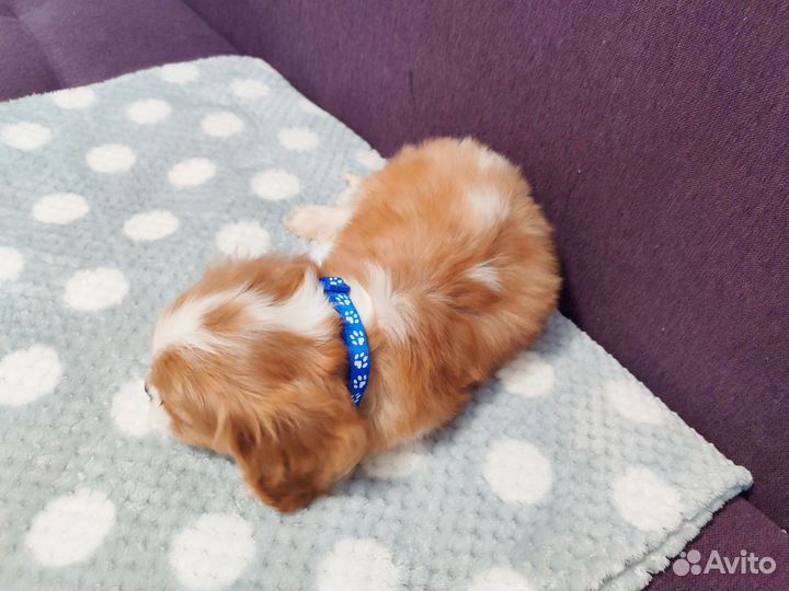 Мальчик кавалер РКФ