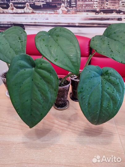 Папоротник Даваллия, Сингониум Макрофиллум