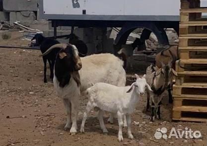 Бурские козлы