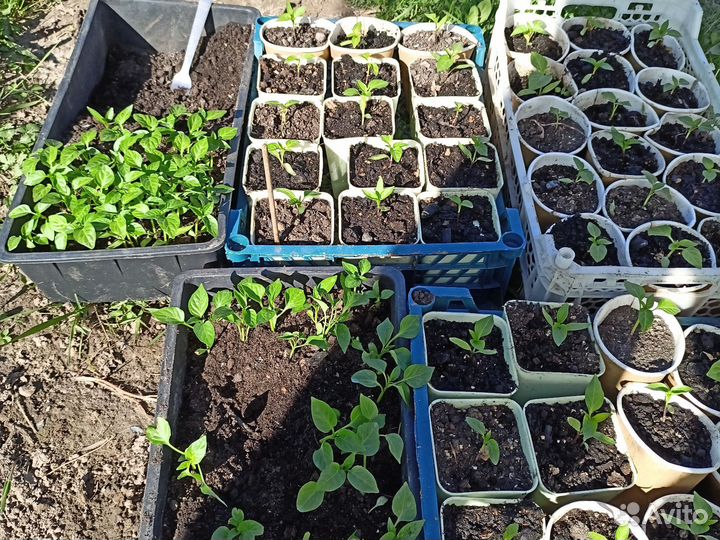 Рассада перца сладкого
