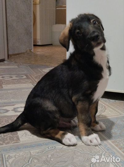 Отличный щенок