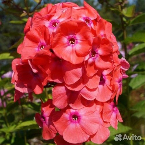 Садовые растения