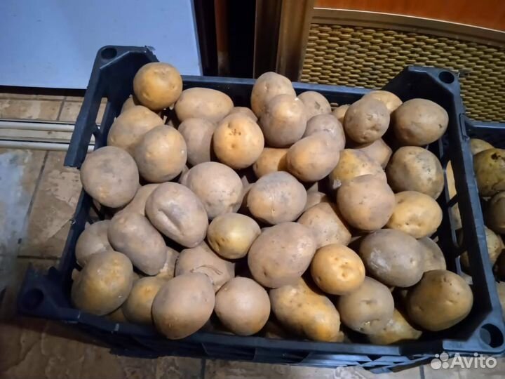 Семенной картофель