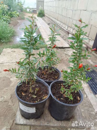 Гранат комнатный мини