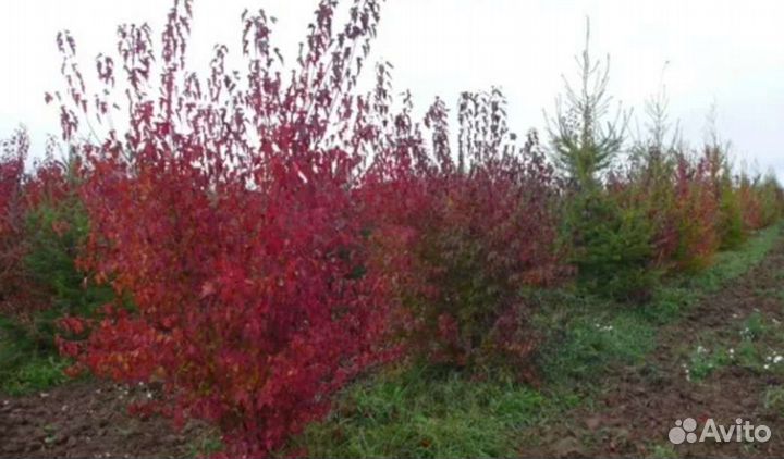 Клен гиннала