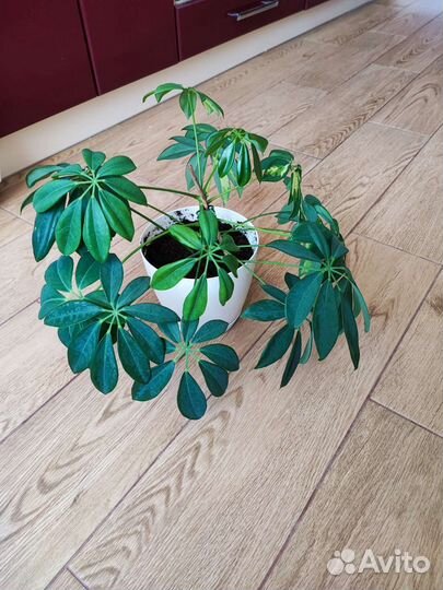 Шефлера герда