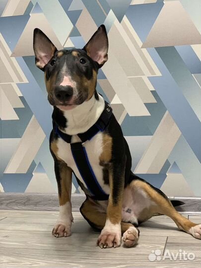 Шлейка для средней собаки