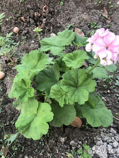 Герань пеларгония