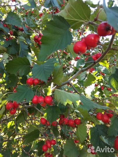 Саженцы и плоды боярышника свежие и сушеные