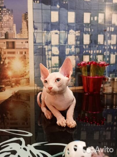 Канадский сфинкс