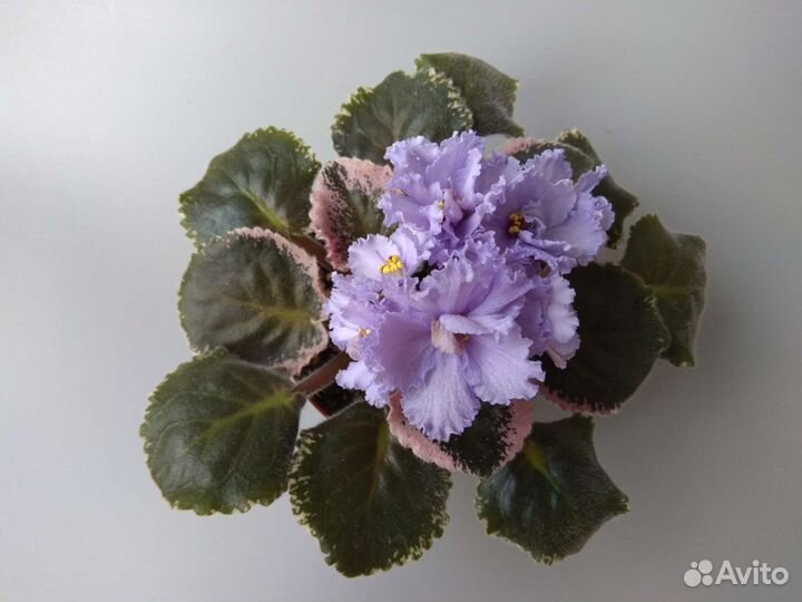 Сортовые фиалки