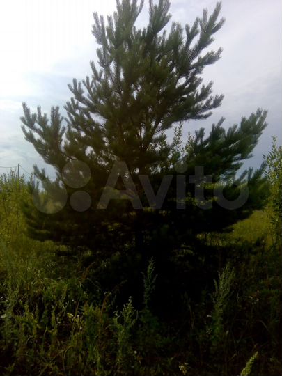 Участок 10 сот. (СНТ, ДНП)