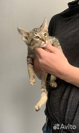 В самые добрые ручки