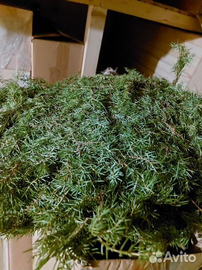 Травы и веник для бани