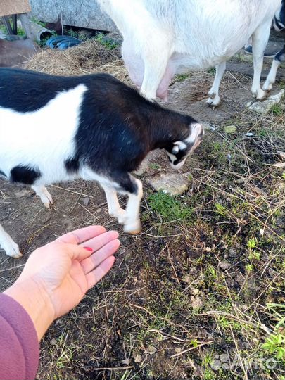 Коза дойная молочная