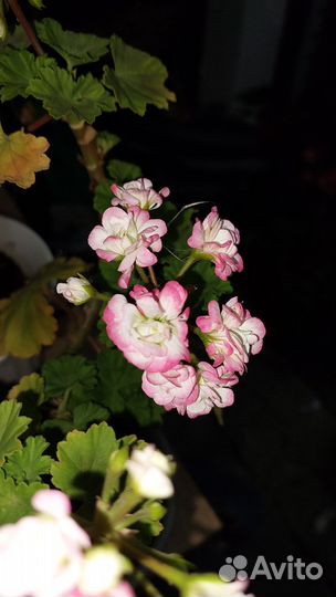 Пеларгония герань