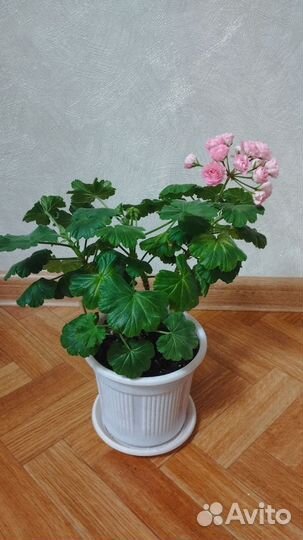 Пеларгония герань