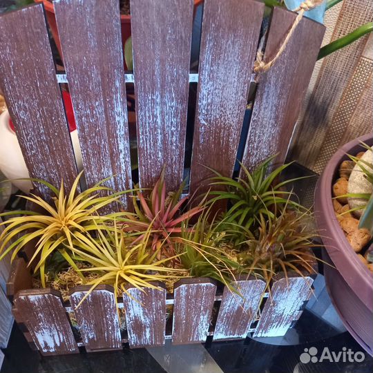 Тилландсия атмосферная