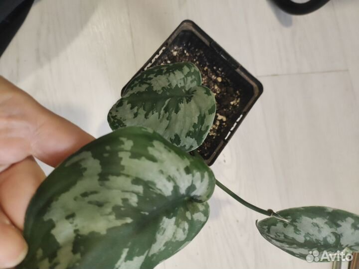 Сциндапсус, Фил Бразил и миканс