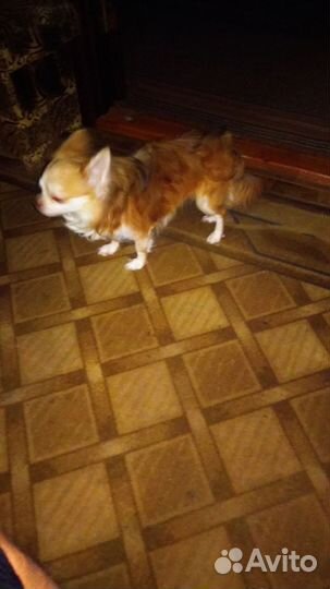 Вязка чихуахуа мальчик