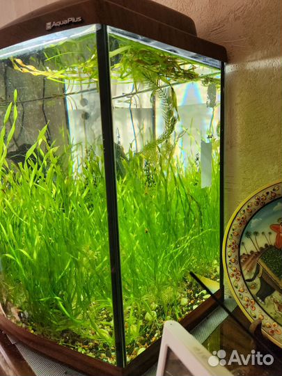 Аквариум 70 литров