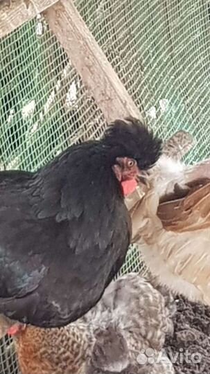 Цыплята мясояичных пород