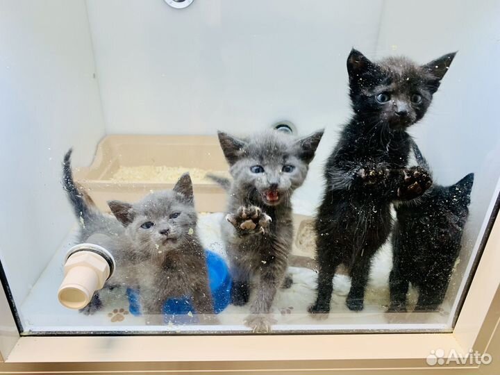 Серые голубоглазые и черные пантеры