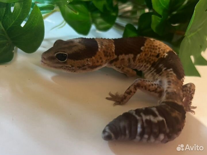 Гемитеконикс, эублефар