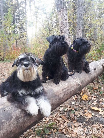 Передержка собак, кошек