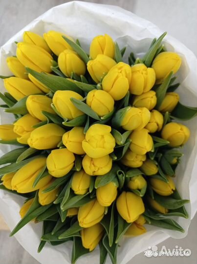 Тюльпаны 49 шт